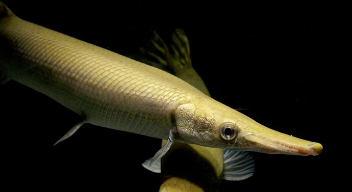 Alligator Gar